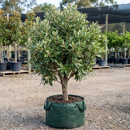 Silver Cloud Michelia - Michelia doltsopa 'Silver Cloud'