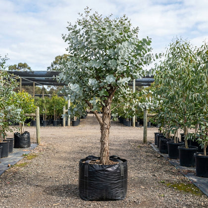 Silver Leaf Stringybark - Eucalyptus cephalocarpa