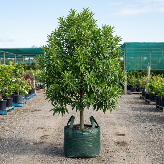 Silver Quandong Tree - Elaeocarpus grandis