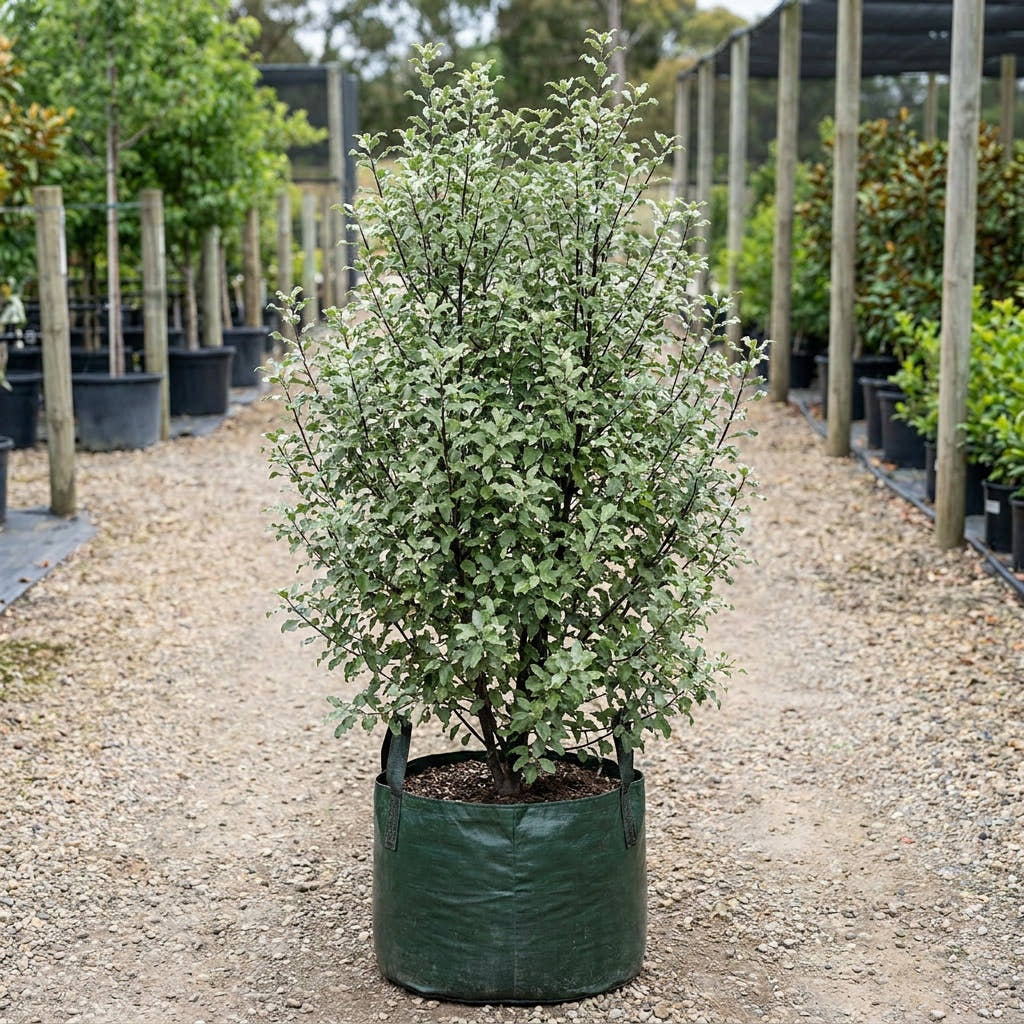 Silver Sheen Dream Kohuhu - Pittosporum tenuifolium ‘Silver Sheen Dream’