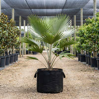 Silver Star Palm - Cryosophila warscewiczii
