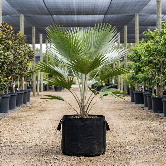 Silver Star Palm - Cryosophila warscewiczii