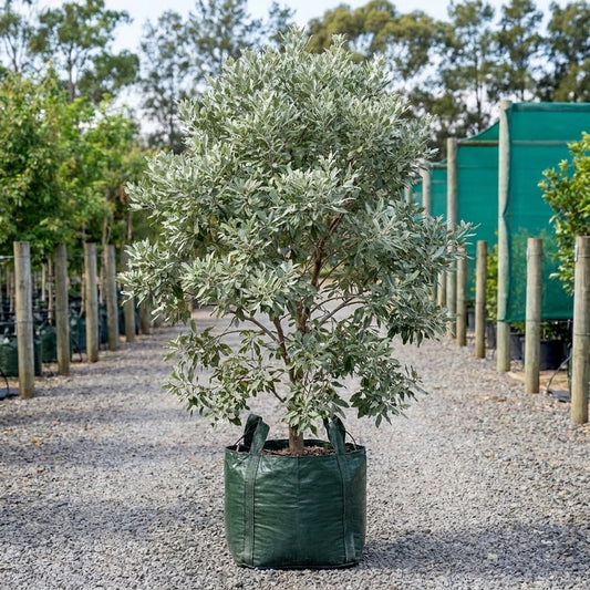 Silver Trumpet Tree - Tabebuia argentea