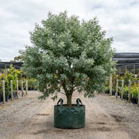 Silver Wattle - Acacia dealbata