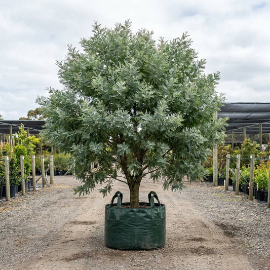 Silver Wattle - Acacia dealbata