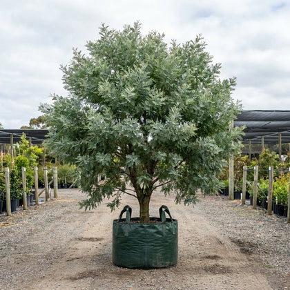 Silver Wattle - Acacia dealbata