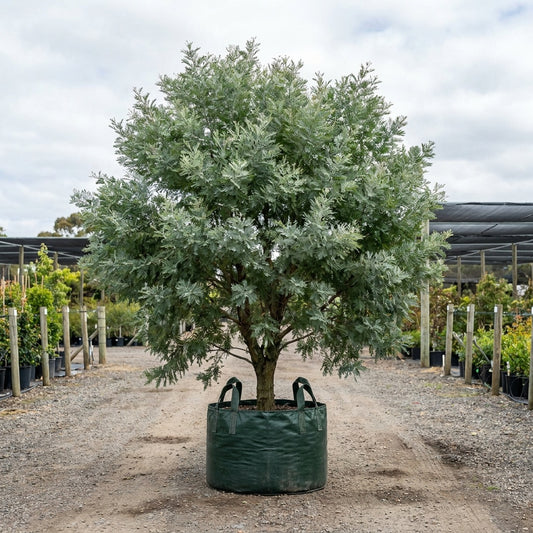 Silver Wattle - Acacia dealbata