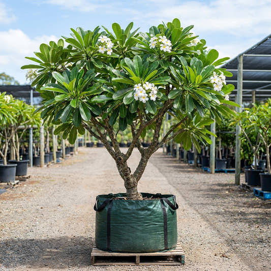 Singapore White Frangipani - Plumeria obtusa