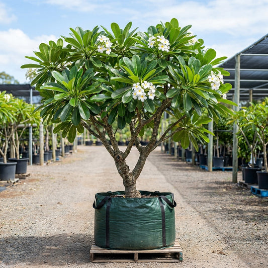 Singapore White Frangipani - Plumeria obtusa