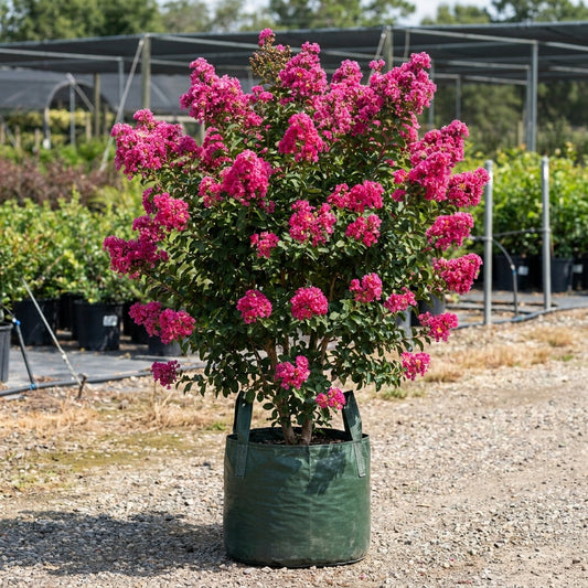 Sioux Crepe Myrtle - Lagerstroemia indica ‘Sioux’