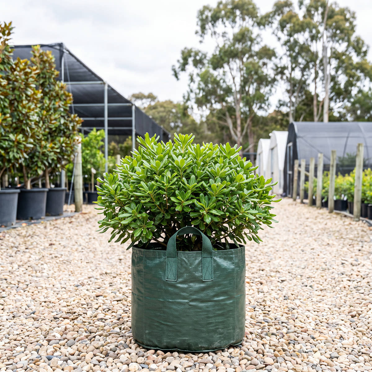 Miss Muffet Dwarf Pittosporum - Pittosporum tobira ‘Miss Muffet’