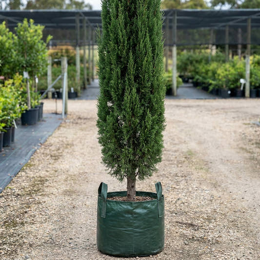 Skyrocket Juniper - Juniperus virginiana ‘Skyrocket’