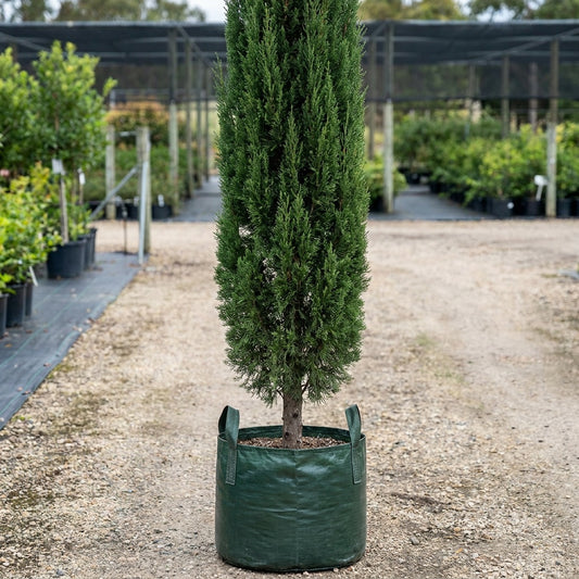 Skyrocket Juniper - Juniperus virginiana 'Skyrocket'