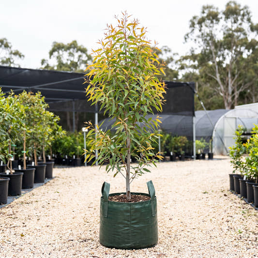 Small Fruited Grey Gum - Eucalyptus propinqua