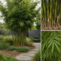 Slender Weavers Bamboo - Bambusa textilis ‘Gracilis’