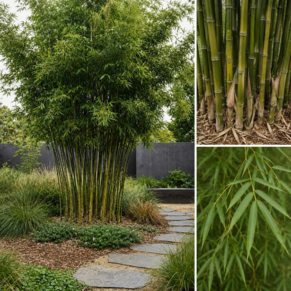 Slender Weavers Bamboo - Bambusa textilis 'Gracilis'