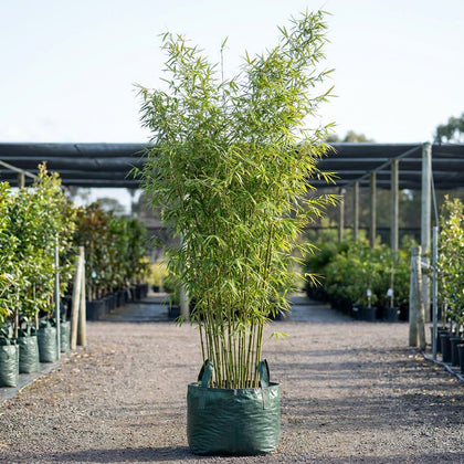 Slender Weavers Bamboo - Bambusa textilis 'Gracilis'
