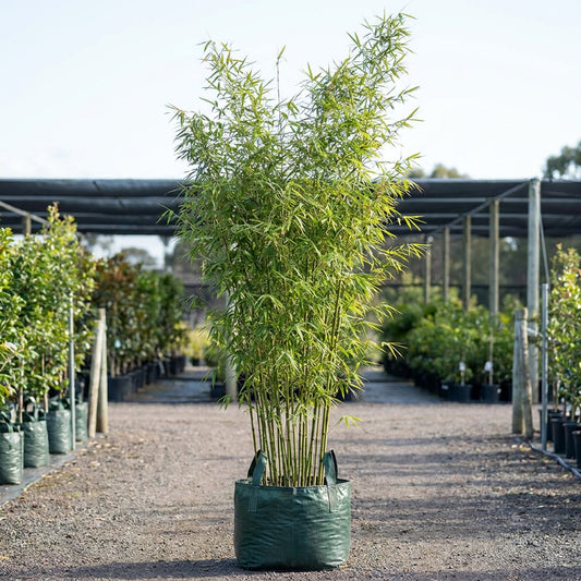Slender Weavers Bamboo - Bambusa textilis 'Gracilis'