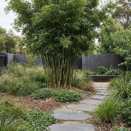 Slender Weavers Bamboo - Bambusa textilis 'Gracilis'