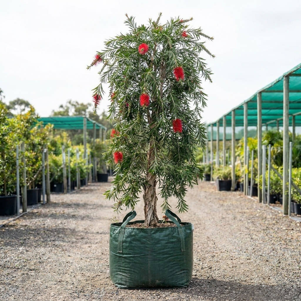 Slim™ Bottlebrush - Callistemon viminalis ‘CV01’ PBR
