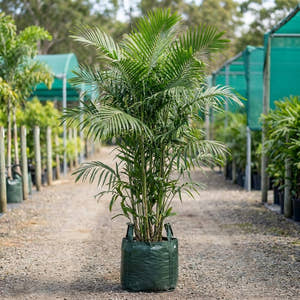 Small Fruited Palm - Ptychosperma microcarpum