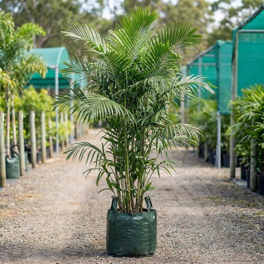 Small Fruited Palm - Ptychosperma microcarpum