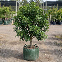 Small Leaf Tuckeroo - Cupaniopsis parvifolia