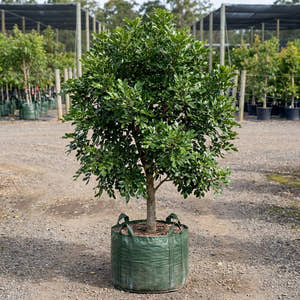 Small Leaf Tuckeroo - Cupaniopsis parvifolia