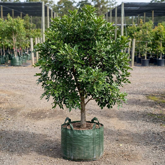 Small Leaf Tuckeroo - Cupaniopsis parvifolia