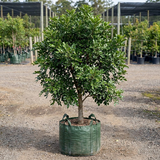 Small Leaf Tuckeroo - Cupaniopsis parvifolia