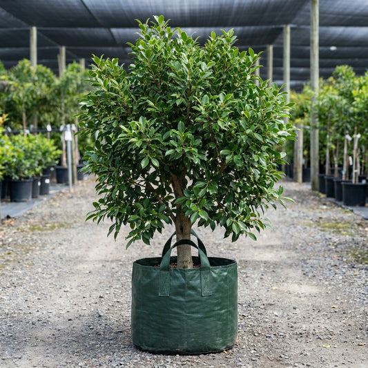 Small Leaved Fig Tree - Ficus obliqua