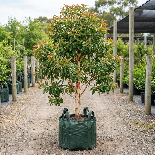 Smooth Barked Apple - Angophora costata