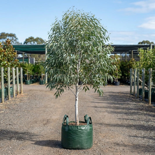 Smooth-Barked Coolibah - Eucalyptus victrix