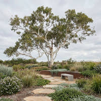 Smooth-Barked Coolibah - Eucalyptus victrix