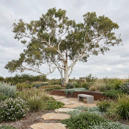Smooth-Barked Coolibah - Eucalyptus victrix