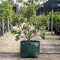 Smyrna Quince - Cydonia oblonga ‘Smyrna’