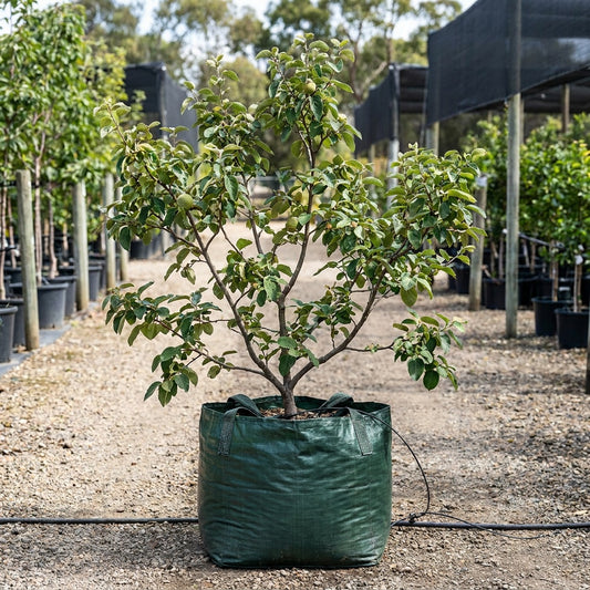 Smyrna Quince - Cydonia oblonga ‘Smyrna’
