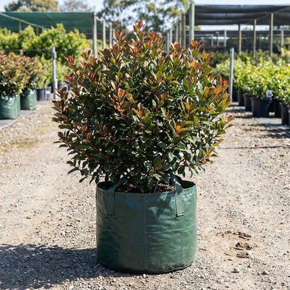 Snow Maiden Indian Hawthorn - Rhaphiolepis indica 'Snow Maiden'