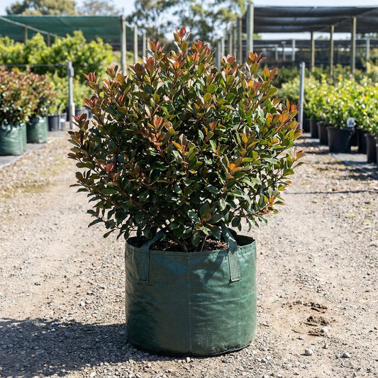 Snow Maiden Indian Hawthorn - Rhaphiolepis indica 'Snow Maiden'