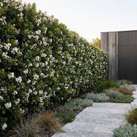 Snow Maiden Indian Hawthorn - Rhaphiolepis indica ‘Snow Maiden’