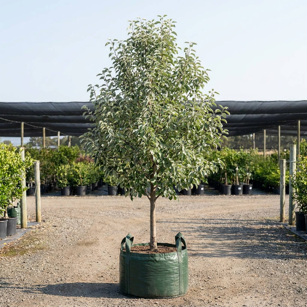 Snow Pear - Pyrus nivalis