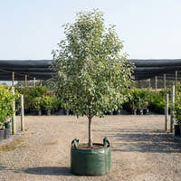 Snow Pear - Pyrus nivalis