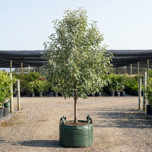 Snow Pear - Pyrus nivalis