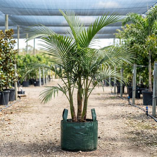 Solitaire Palm - Ptychosperma elegans