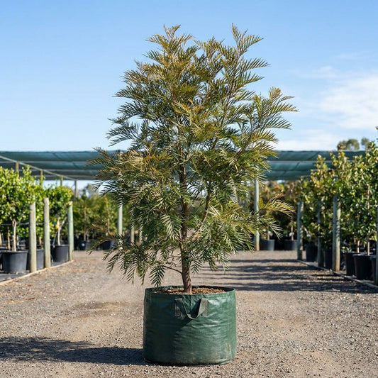Southern Silky Oak Tree - Grevillea robusta
