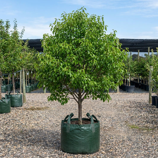 Southworth Dancer™ Birchleaf Pear - Pyrus betulaefolia ‘Southworth Dancer™’