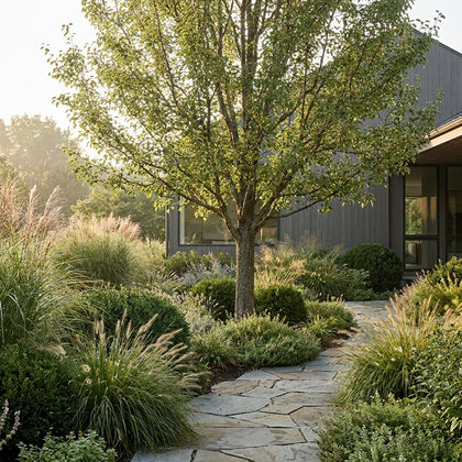 Southworth Dancer™ Birchleaf Pear - Pyrus betulaefolia ‘Southworth Dancer™’