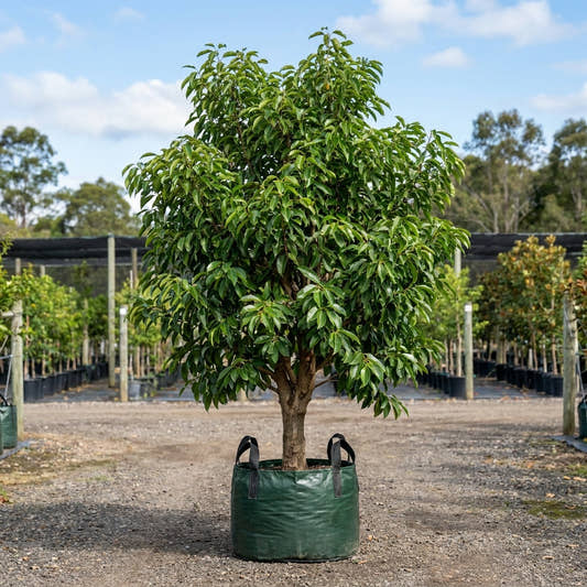 Spanish Cherry - Mimusops elengi