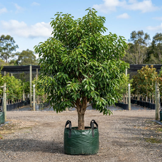 Spanish Cherry - Mimusops elengi