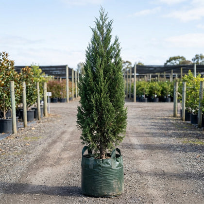 Spartan Juniper - Juniperus 'Spartan'